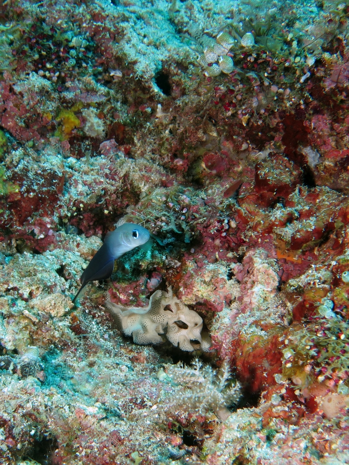 Ptereleotris evides, Triphyllozoon sp.