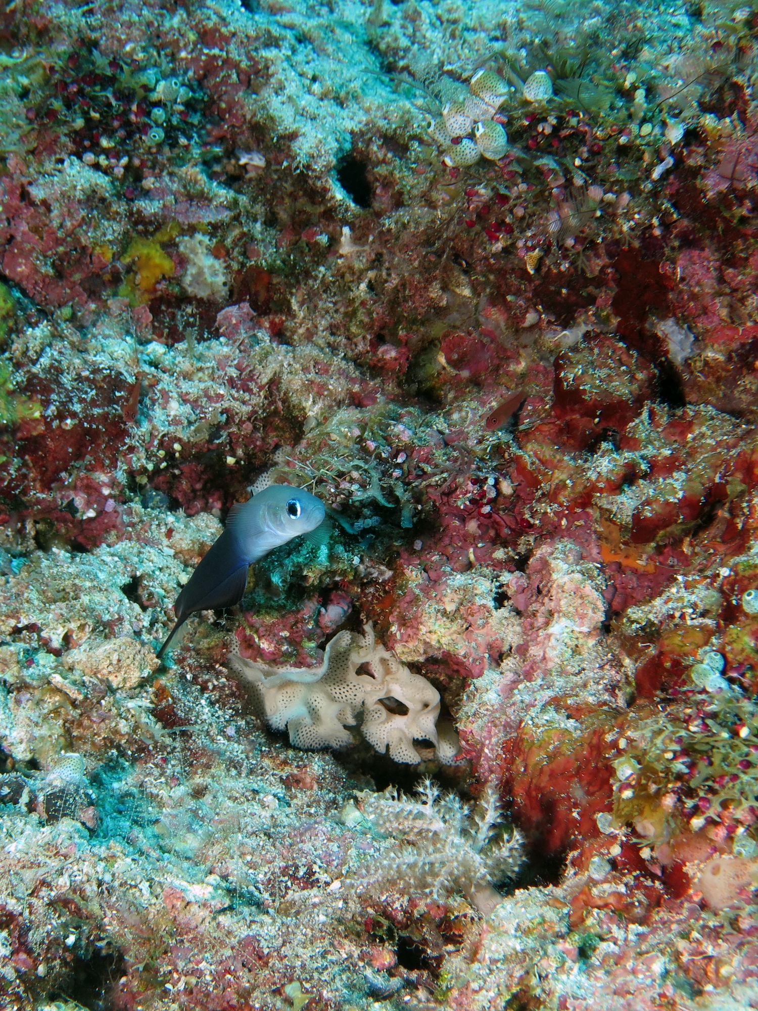Ptereleotris evides, Triphyllozoon sp.
