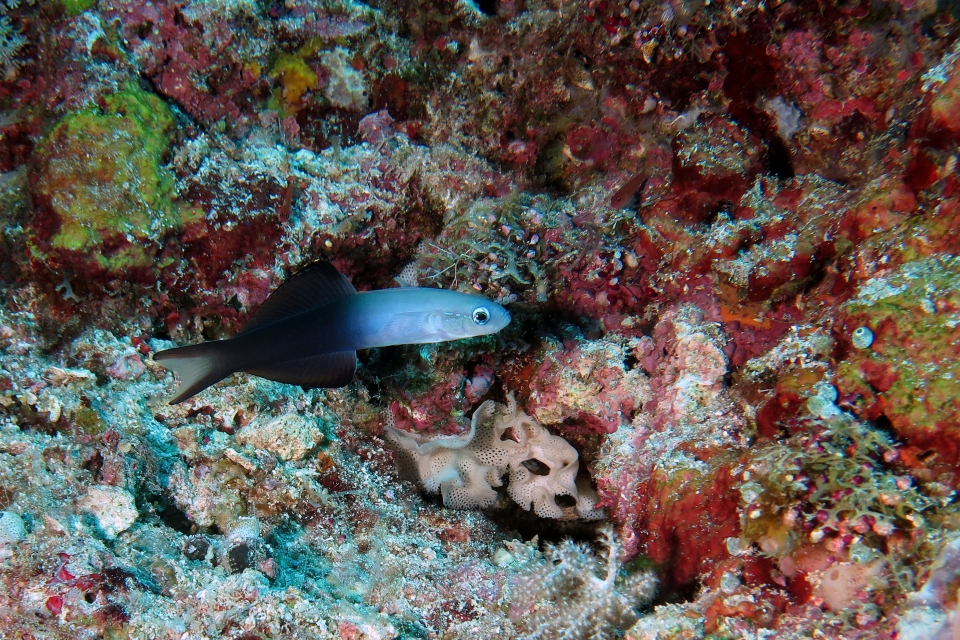 Ptereleotris evides, Triphyllozoon sp.