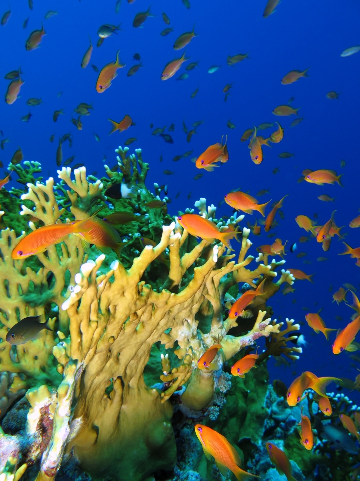 Pseudanthias squamipinnis, Millepora dichotoma