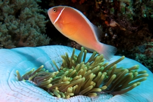 Amphiprion perideraion, Heteractis magnifica