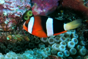 Amphiprion clarkii, Entacmaea quadricolor