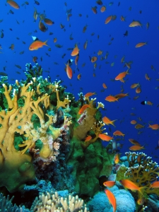 Pseudanthias squamipinnis, Millepora dichotoma