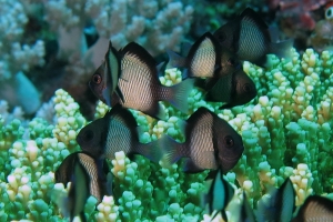 Dascyllus reticulatus, Acropora