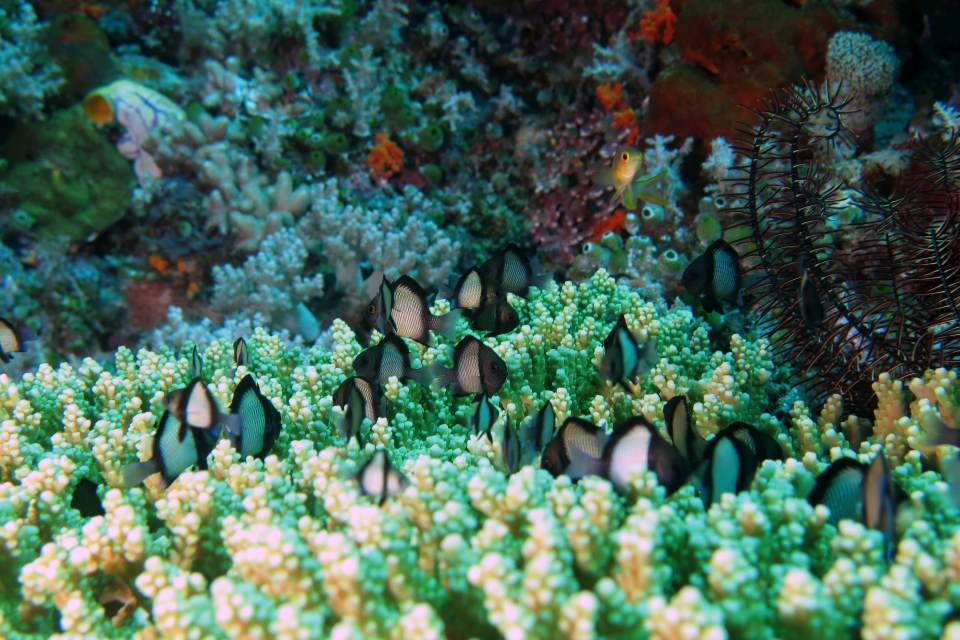 Dascyllus reticulatus, Acropora