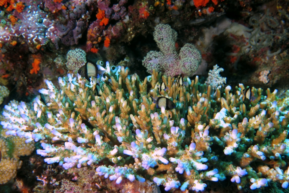 Dascyllus reticulatus, Acropora granulosa