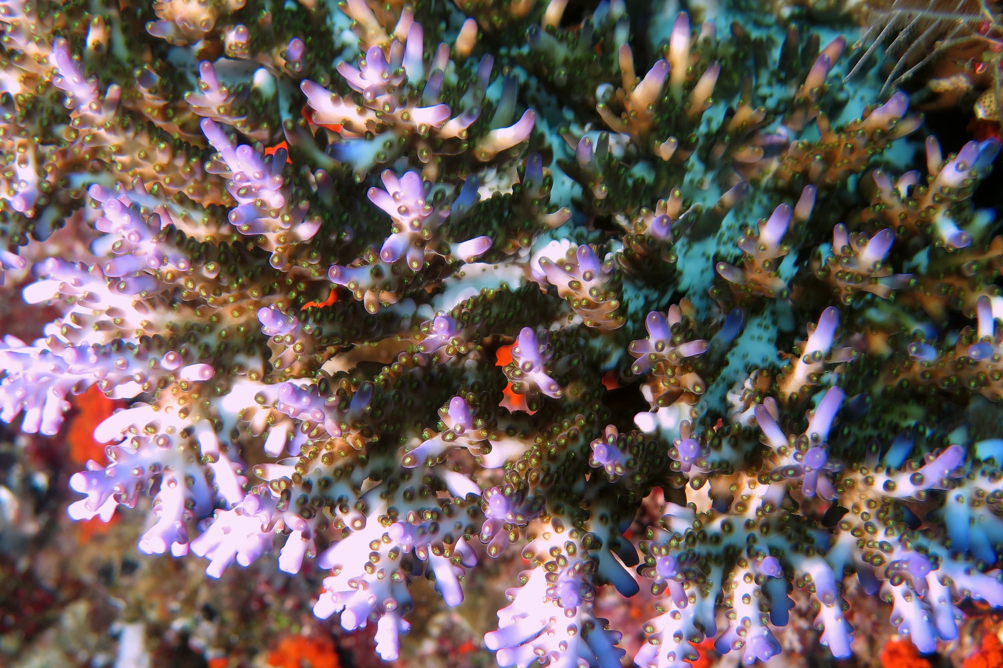 Acropora loripes