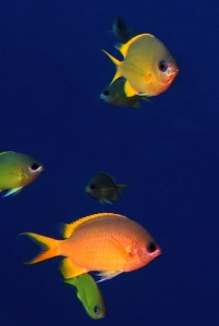 Chromis analis