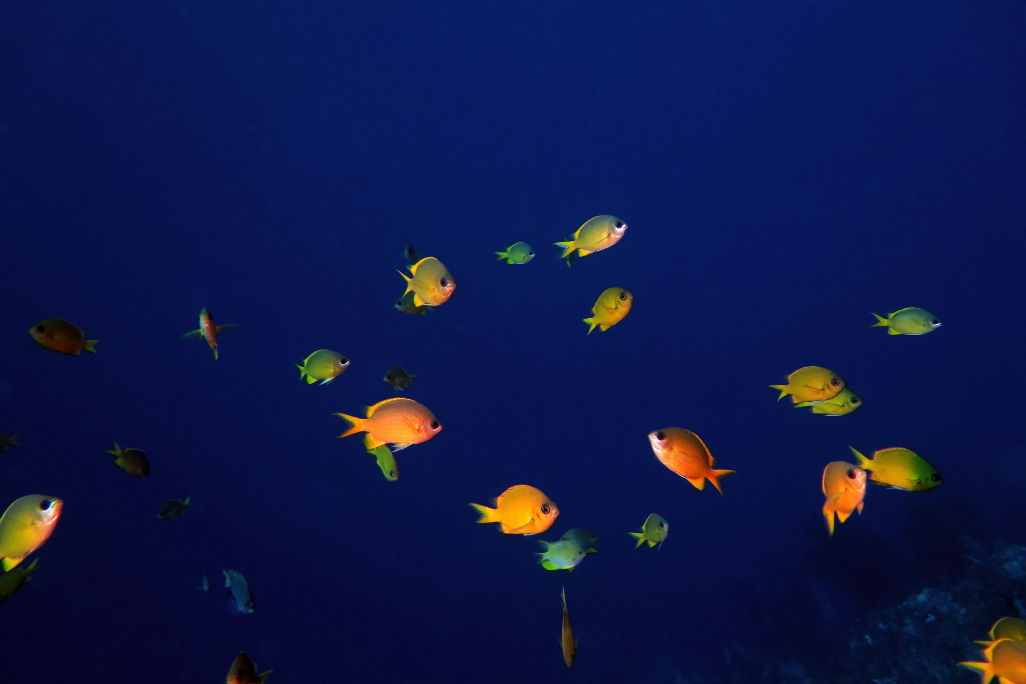 Chromis analis