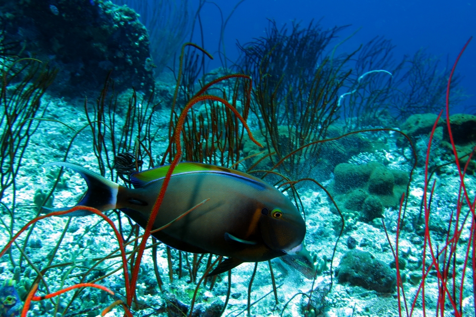 Acanthurus bariene