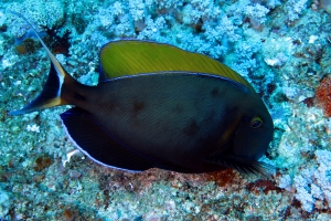 Acanthurus bariene