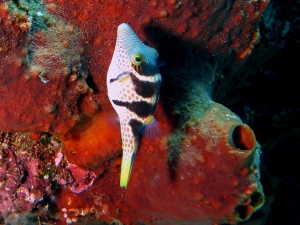 Canthigaster valentini