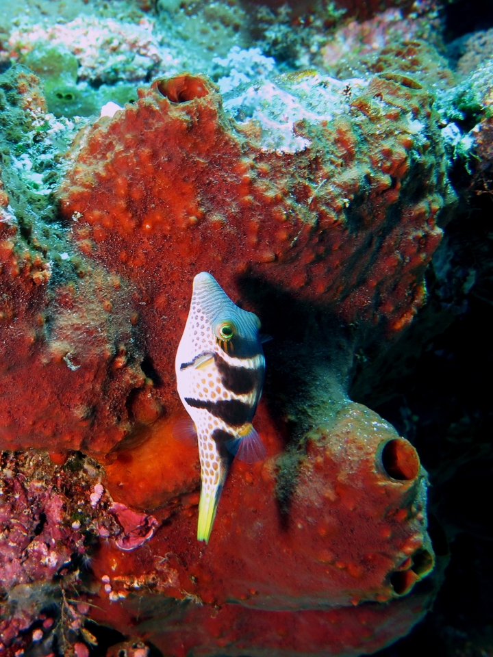 Canthigaster valentini