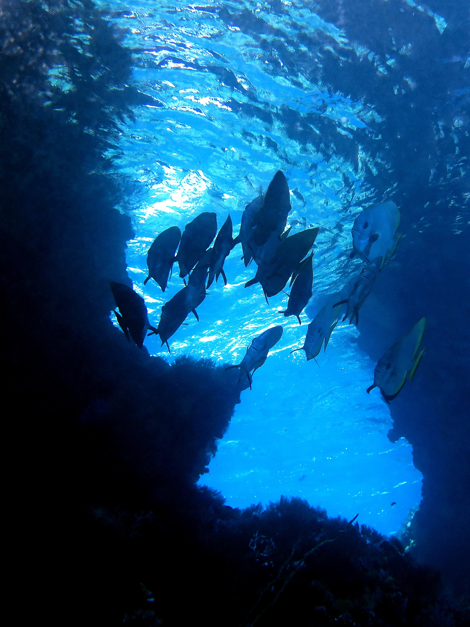 Platax teira