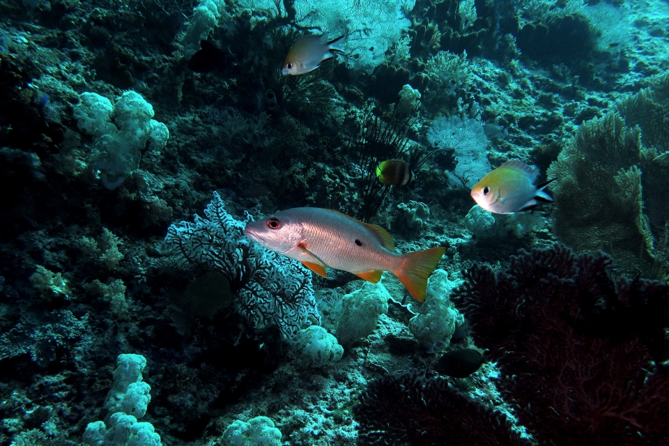 Lutjanus monostigma, Chromis scotochiloptera