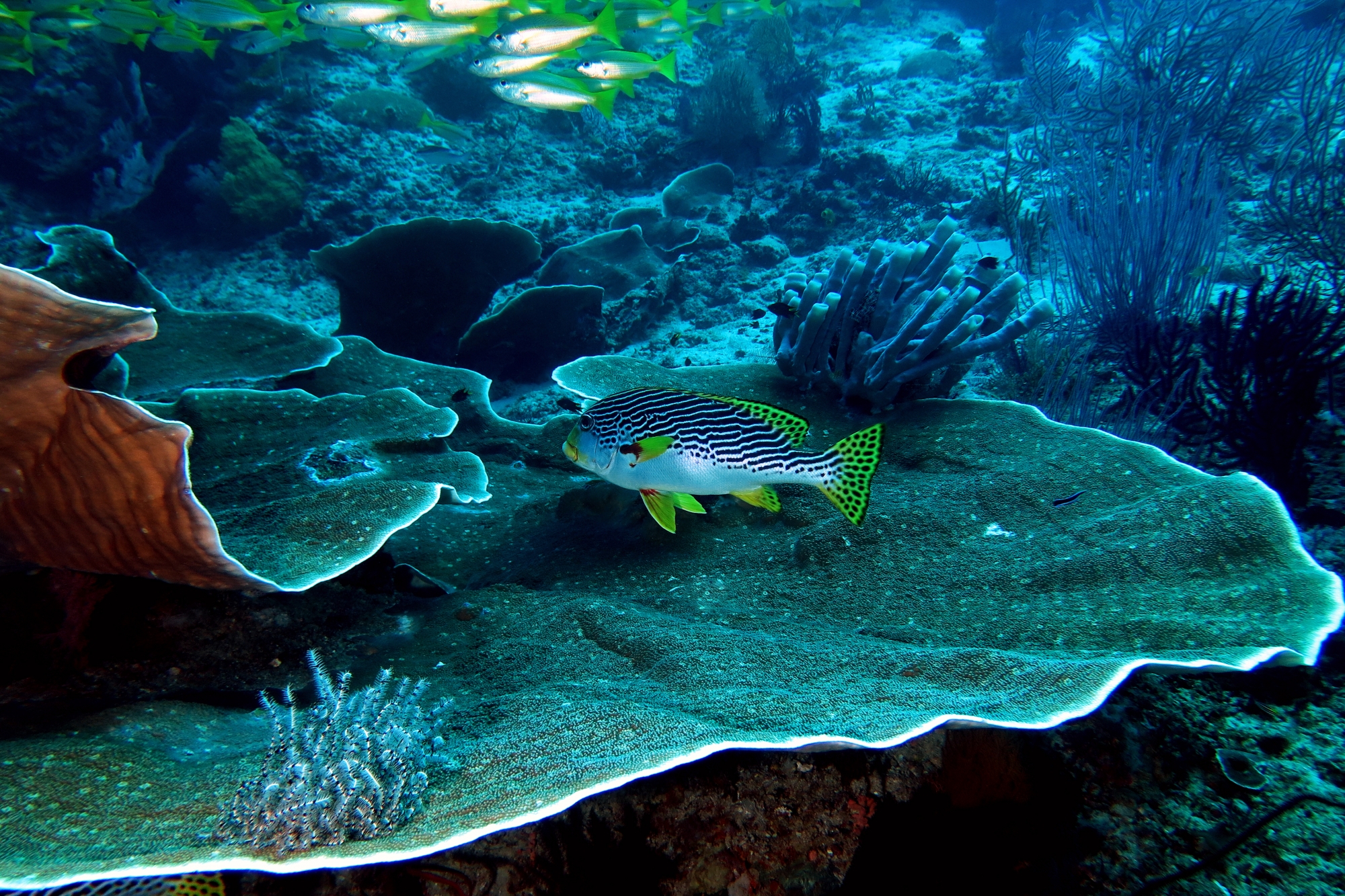 Plectorhinchus lineatus