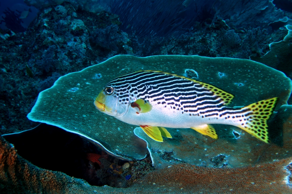 Plectorhinchus lineatus