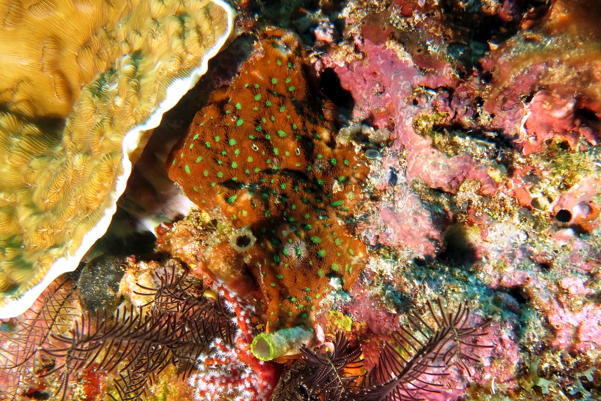 Mycedium elephantotus