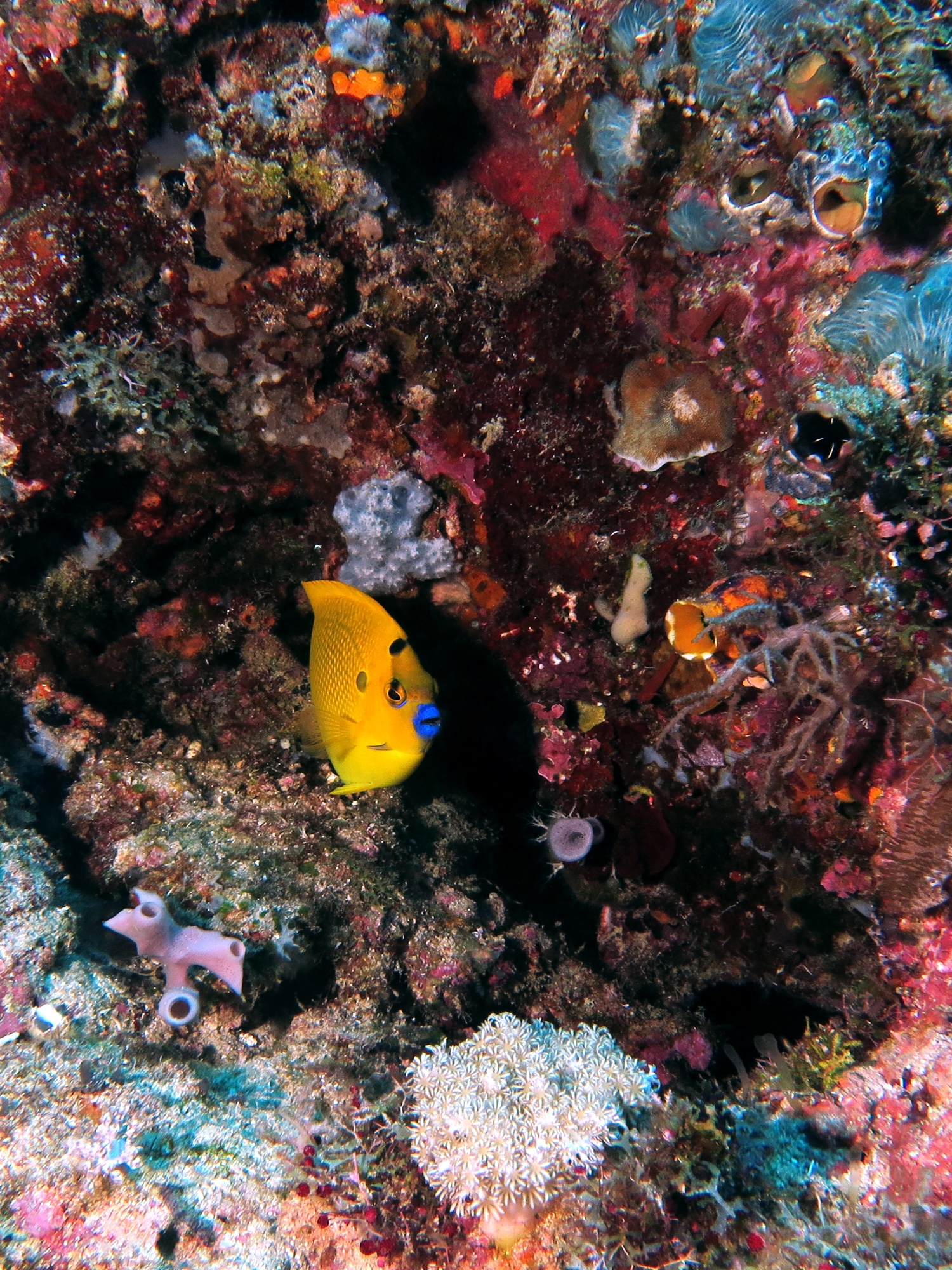 Apolemichthys trimaculatus