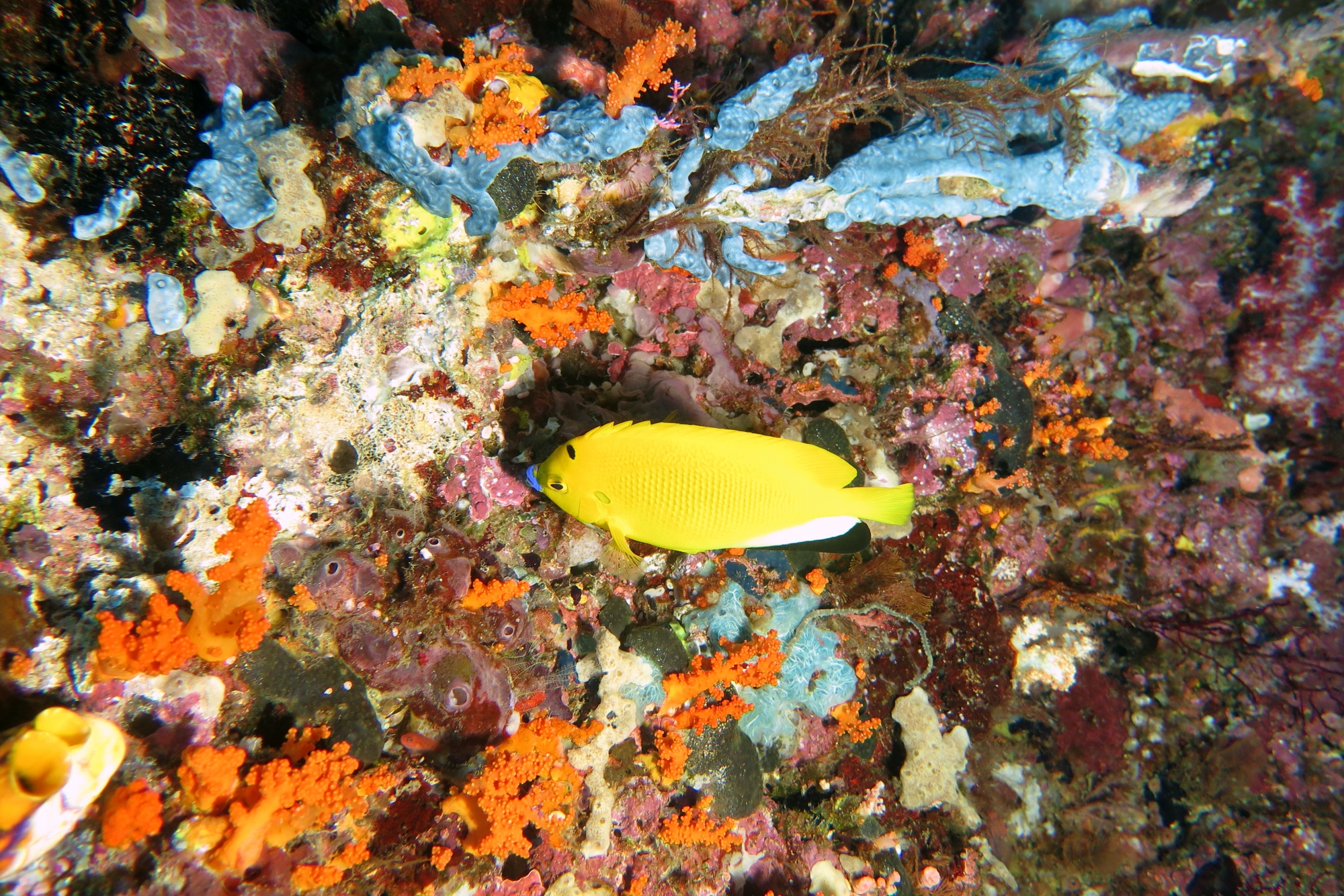 Apolemichthys trimaculatus