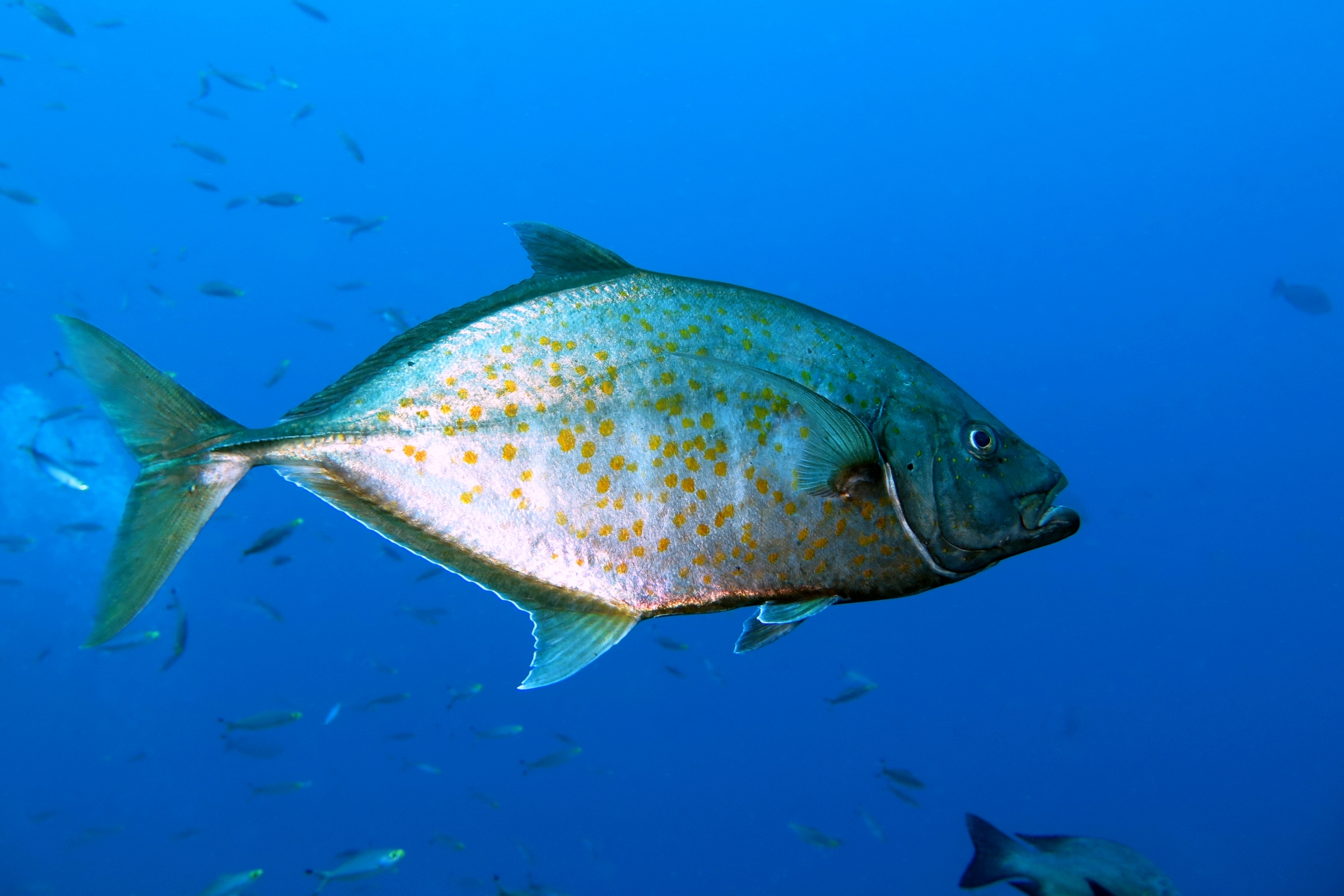 Carangoides bajad