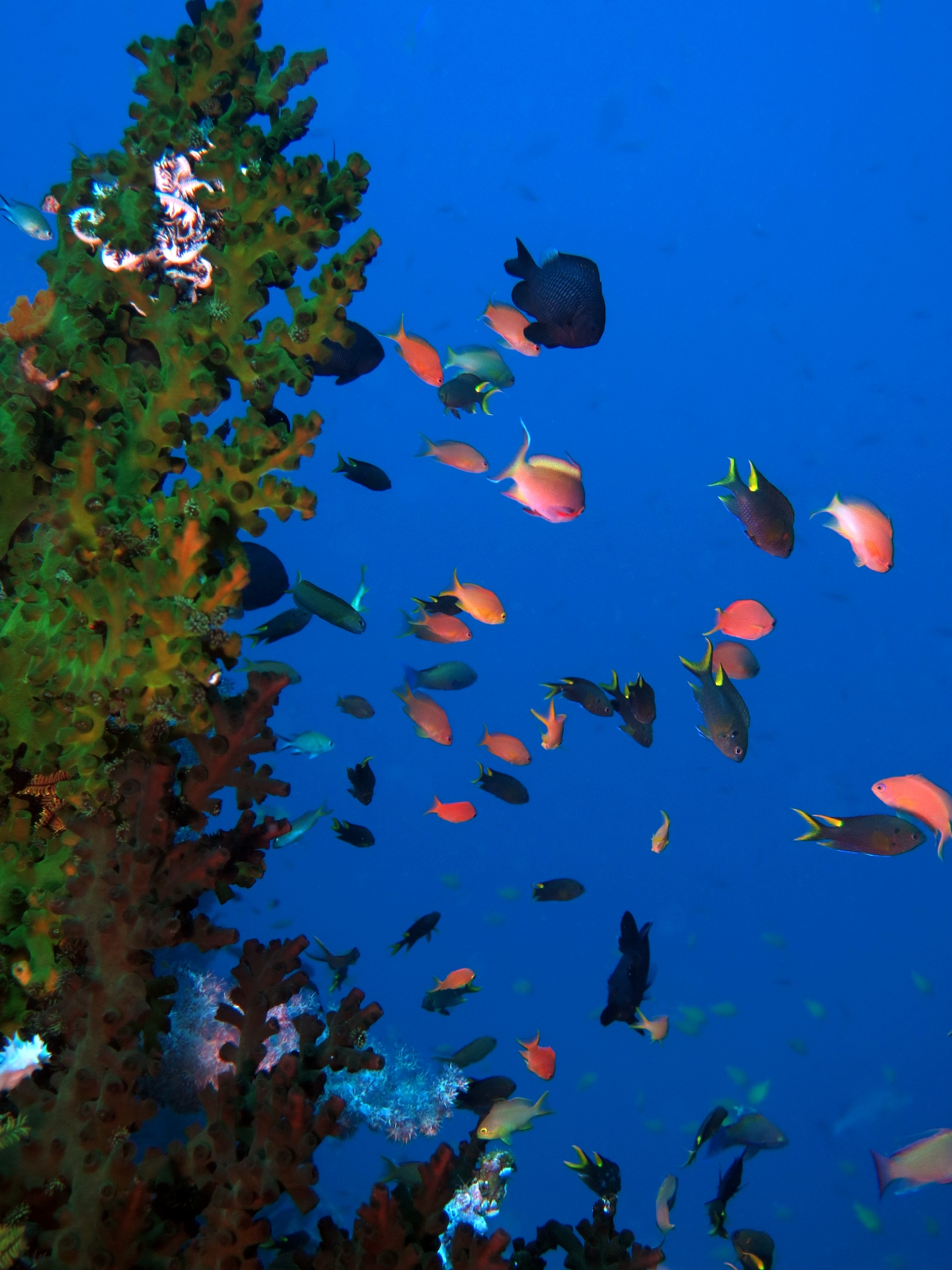 Pseudanthias huchtii, Neopomacentrus cyanomos, Tubastraea micranthus
