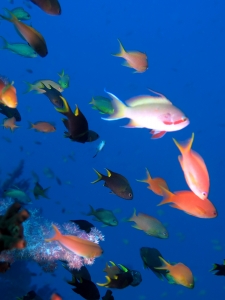 Pseudanthias huchtii, Neopomacentrus cyanomos, Escenius midas, Tubastraea micranthus