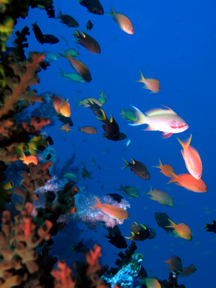 Pseudanthias huchtii, Neopomacentrus cyanomos, Escenius midas, Tubastraea micranthus