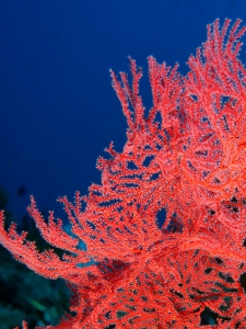 Acanthogorgia sp.