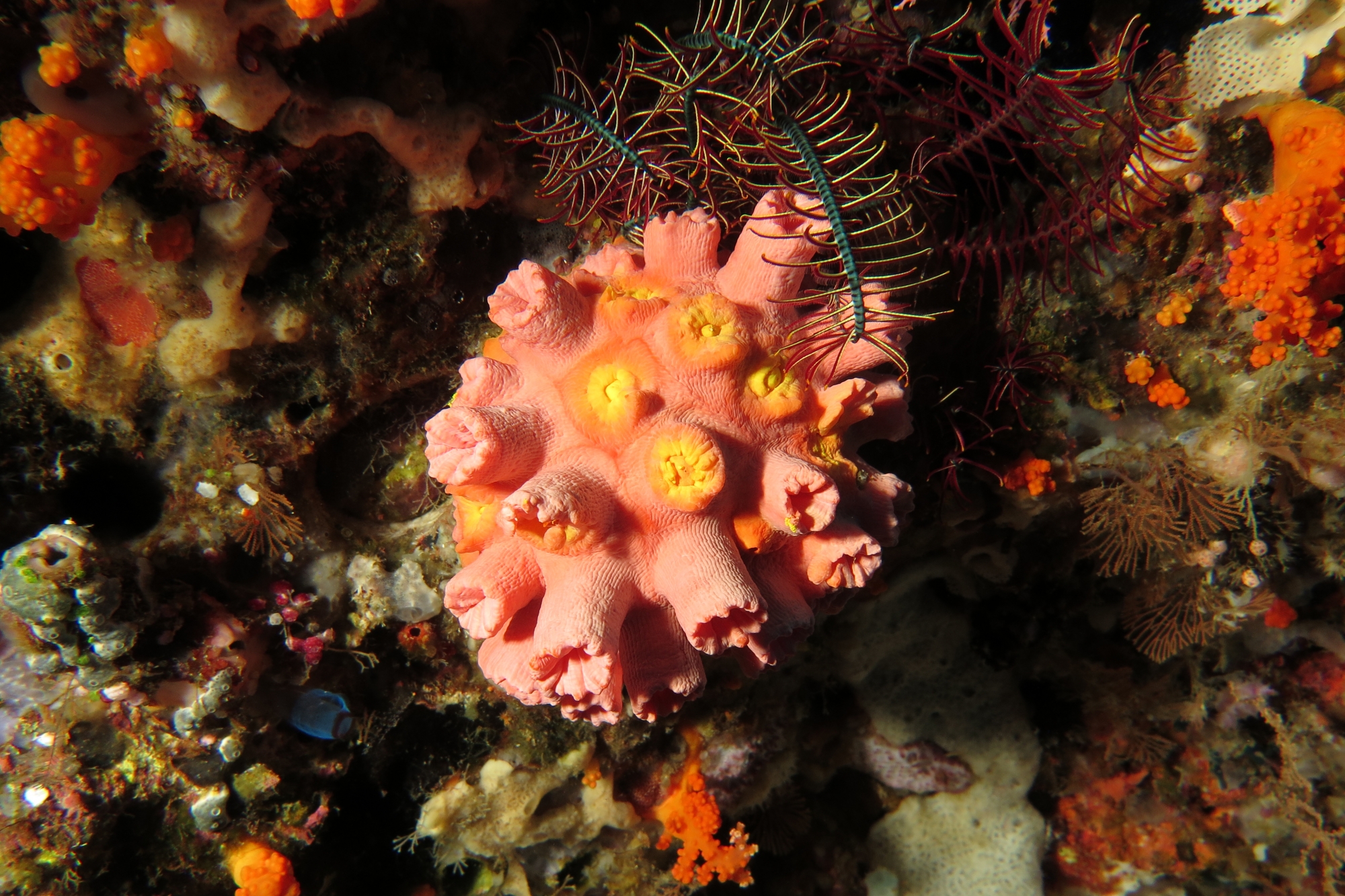 Tubastraea coccinea