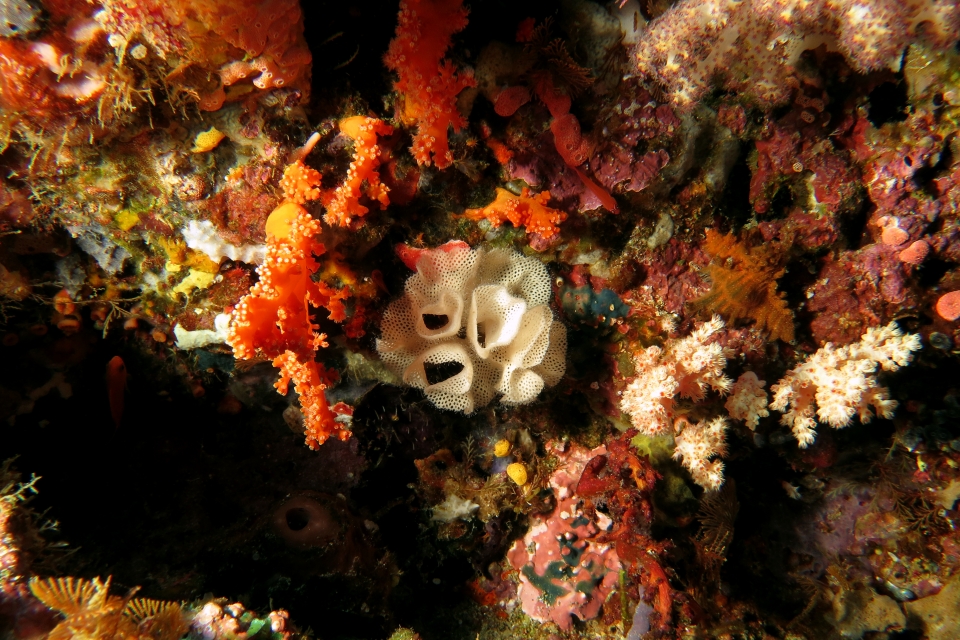 Triphyllozoon sp., Zanclea sp., Trimma benjamini
