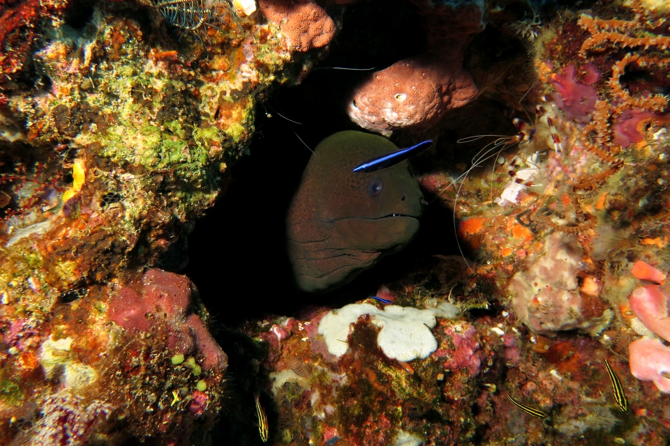 Gymnothorax javanicus, Labroides dimidiatus, Ostorhinchus (Apogon) nigrofasciatus