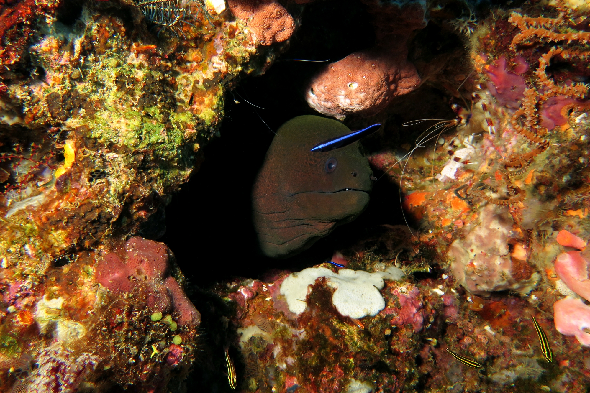 Gymnothorax javanicus, Labroides dimidiatus, Ostorhinchus (Apogon) nigrofasciatus