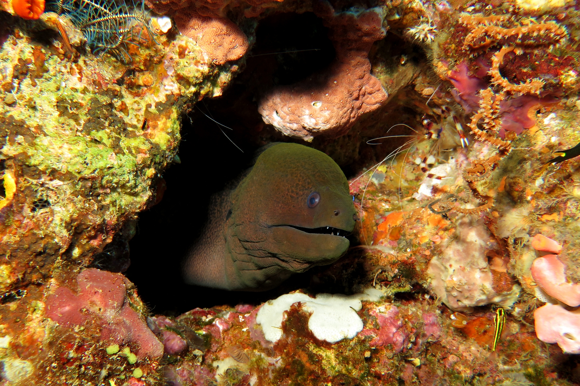 Gymnothorax javanicus, Stenopus hispidus