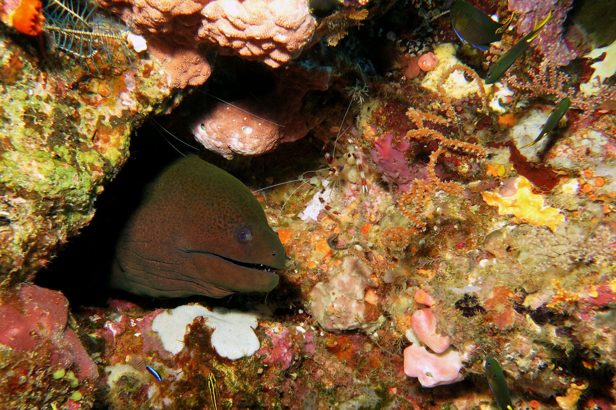 Gymnothorax javanicus, Stenopus hispidus