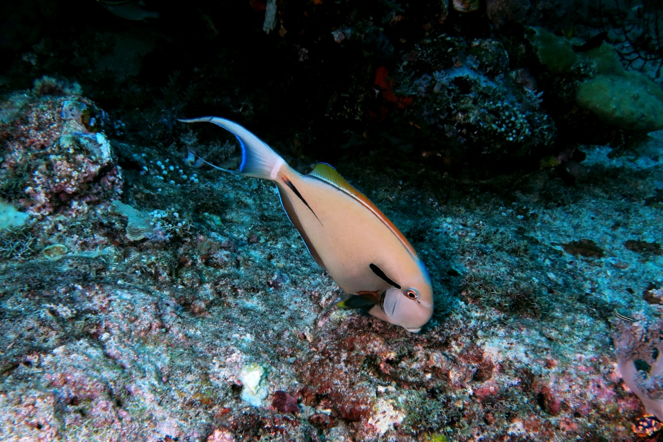Acanthurus nigricauda