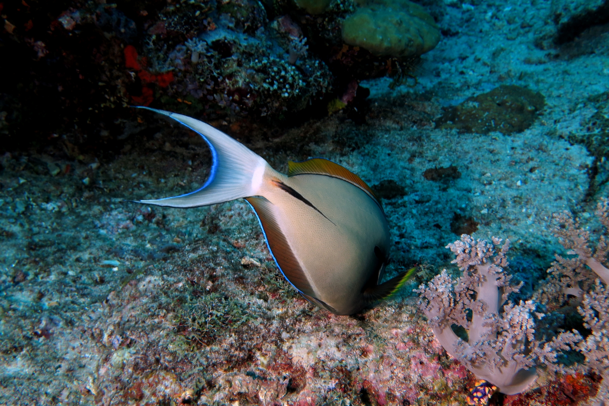 Acanthurus nigricauda