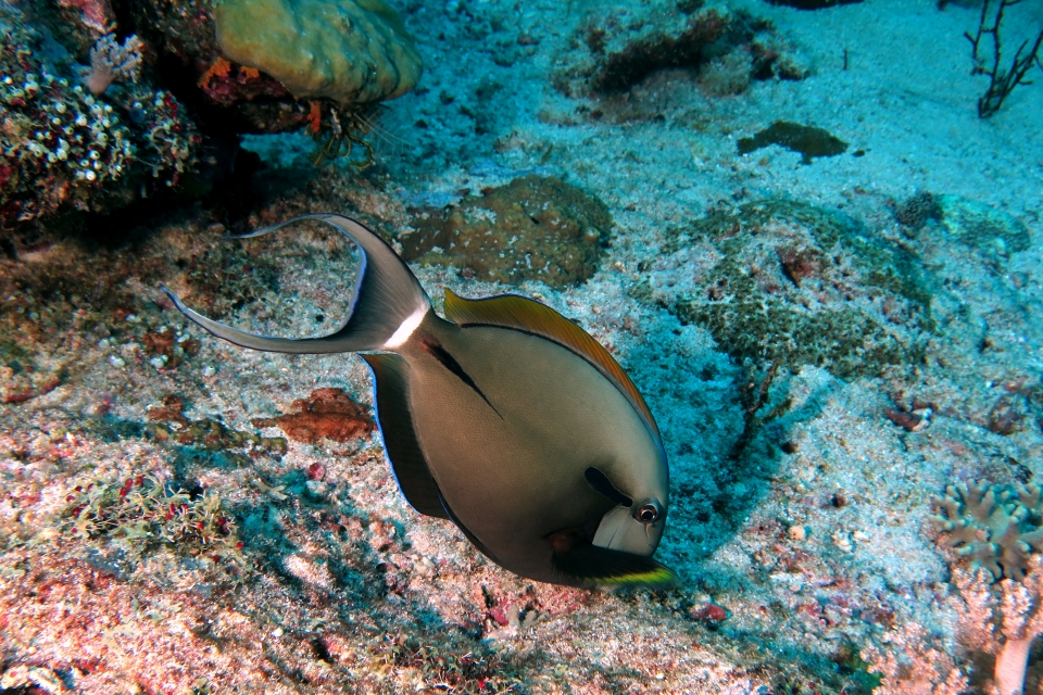 Acanthurus nigricauda