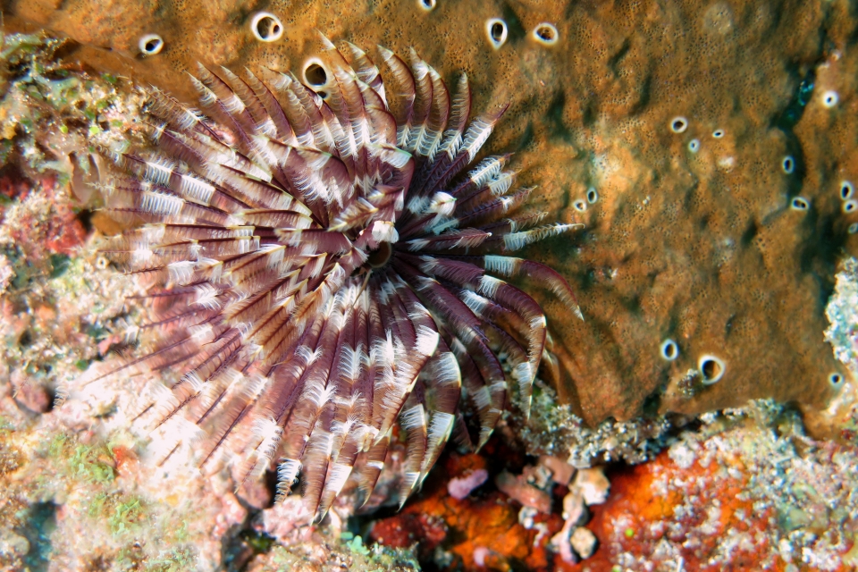 Sabellastarte sanctijosephi