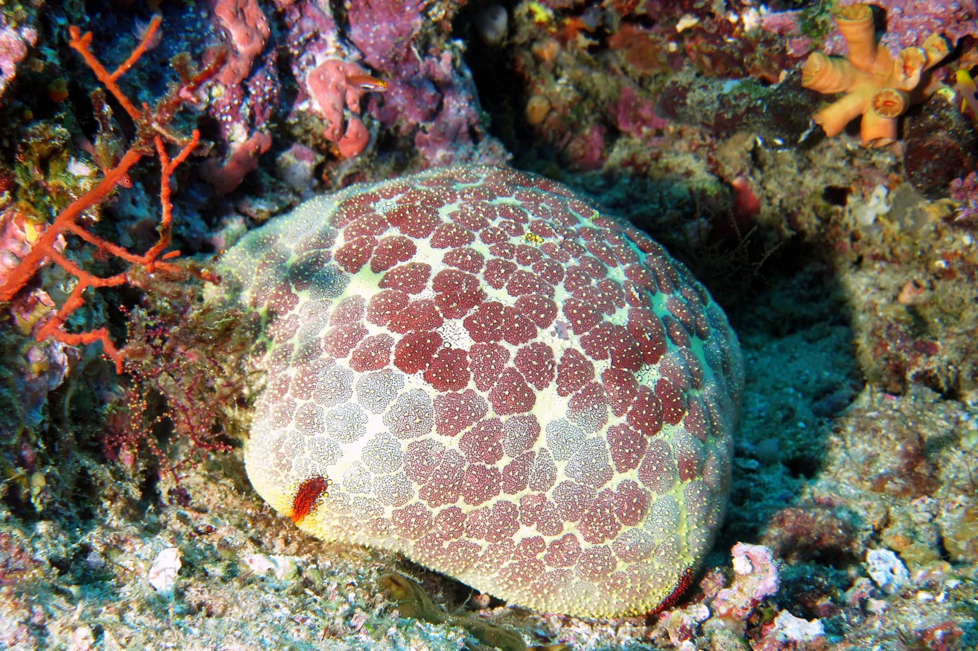 Culcita novaeguineae