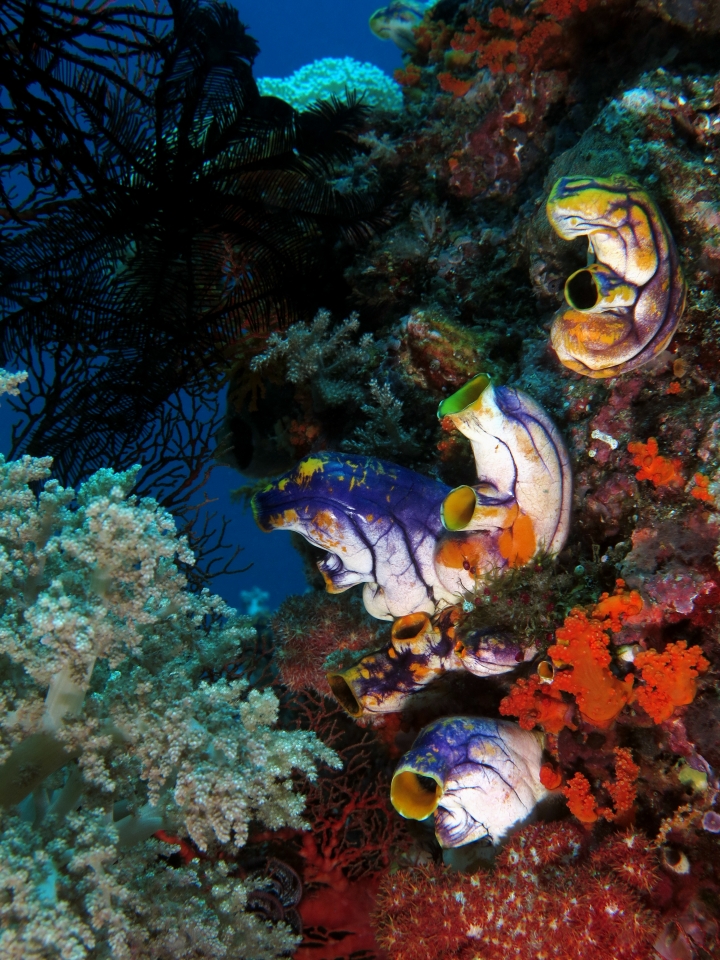 Polycarpa aurata