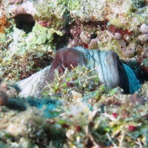 Octopus cyanea