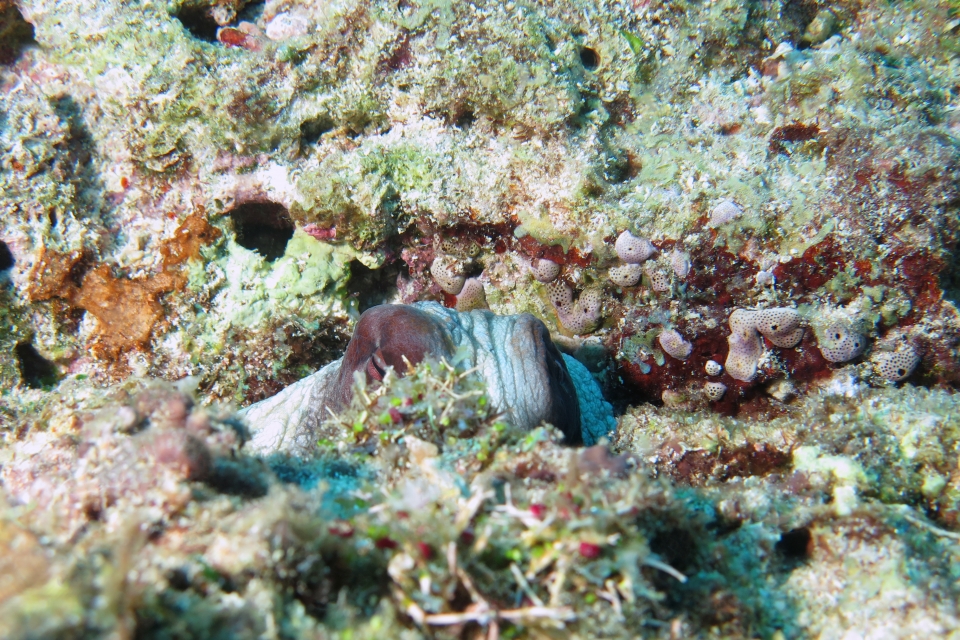 Octopus cyanea
