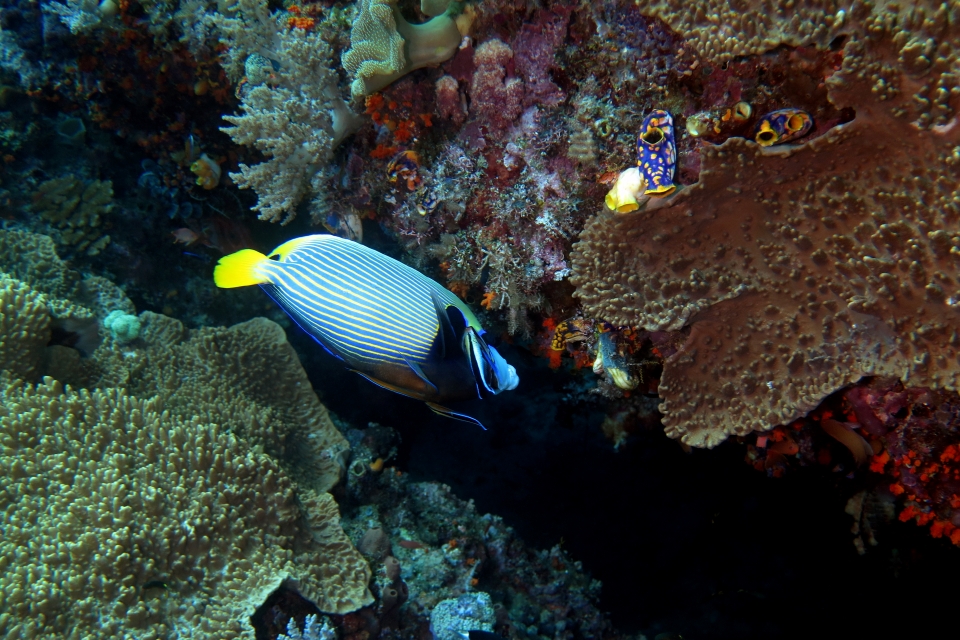 Pomacanthus imperator, Labroides dimidiatus