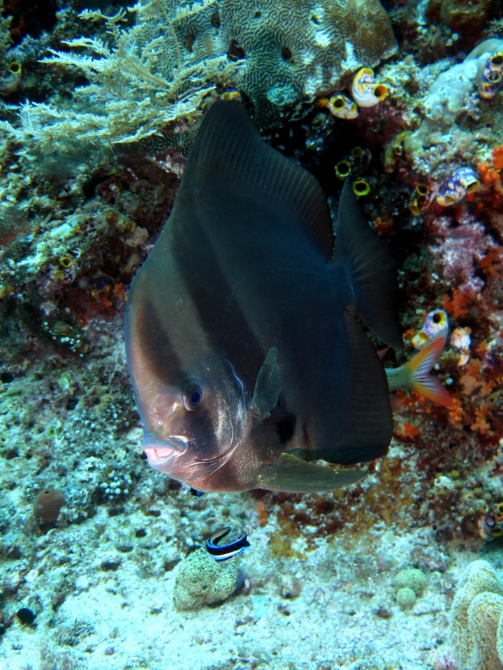 Platax teira, Labroides dimidiatus