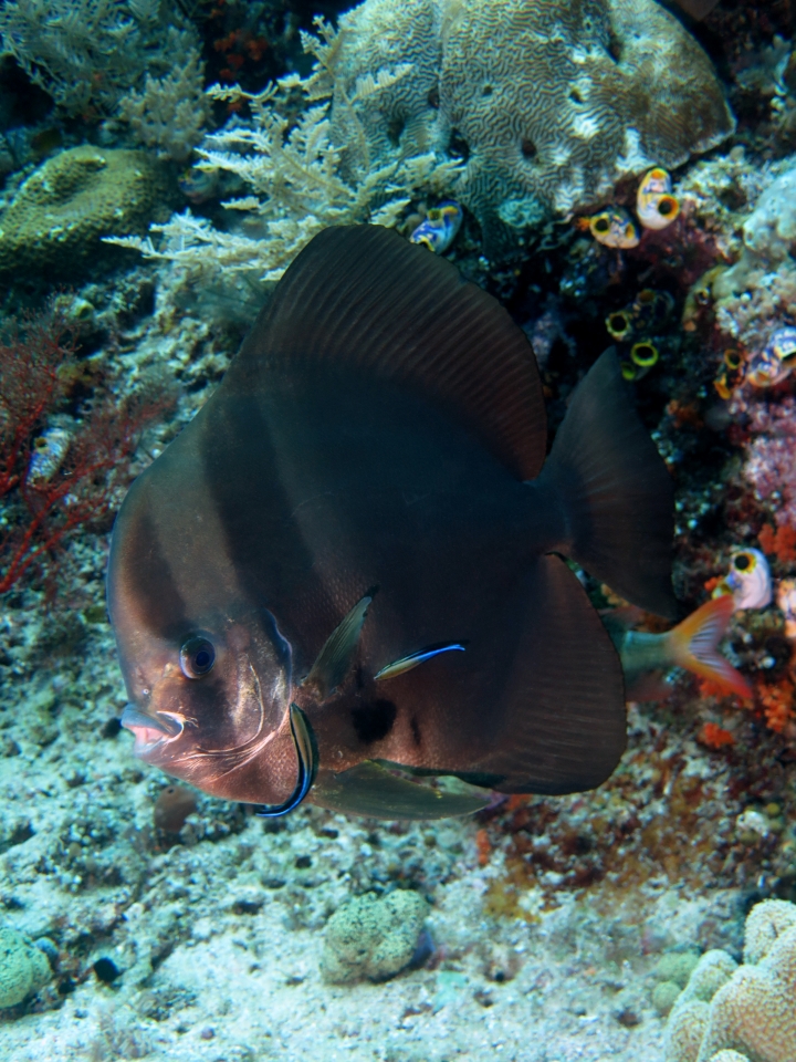 Platax teira, Labroides dimidiatus