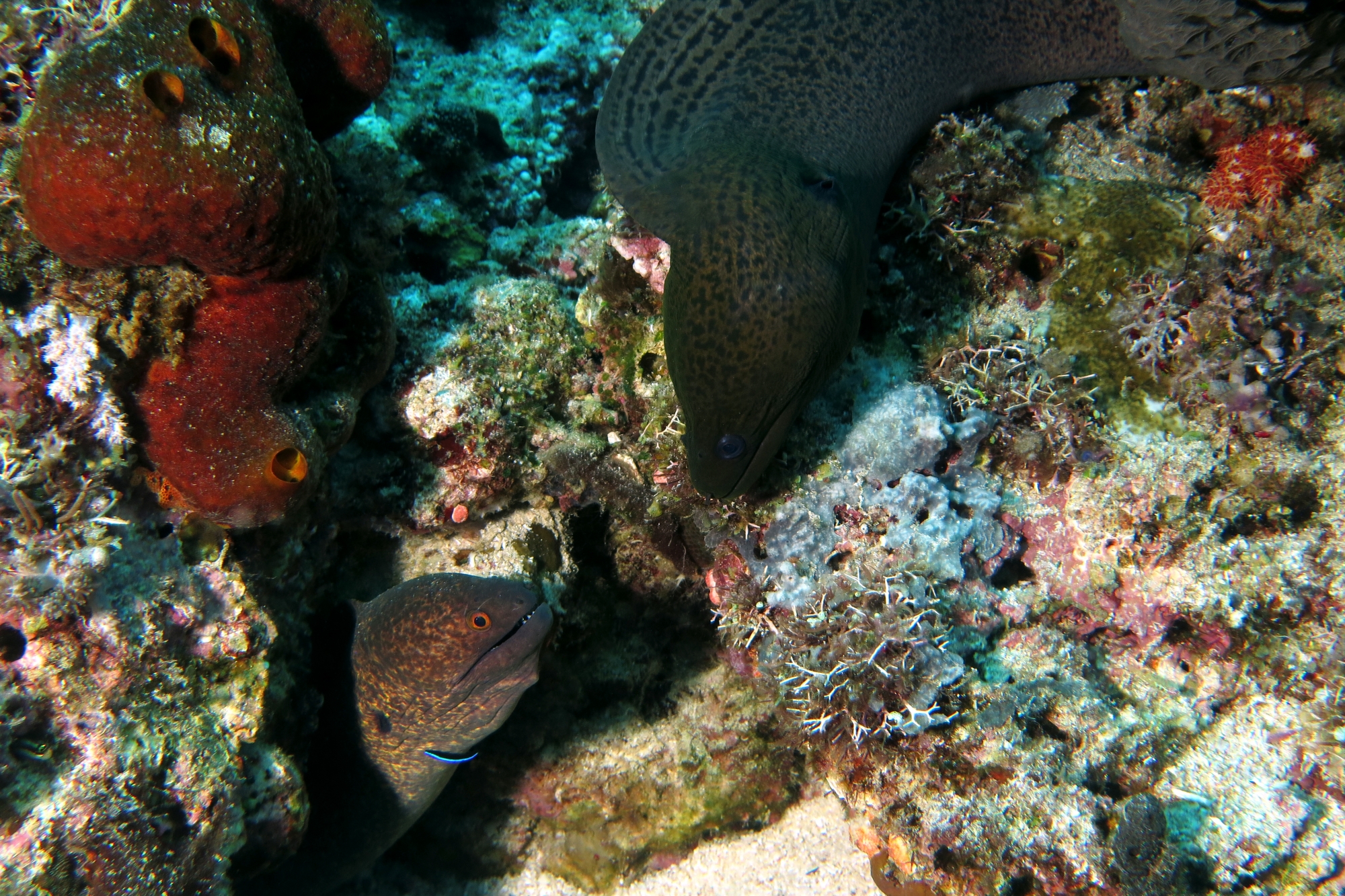 Gymnothorax flavimarginatus, Gymnothorax javanicus, Labroides dimidiatus