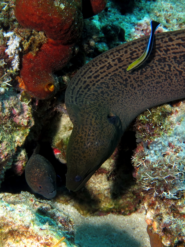 Gymnothorax flavimarginatus, Gymnothorax javanicus, Labroides dimidiatus