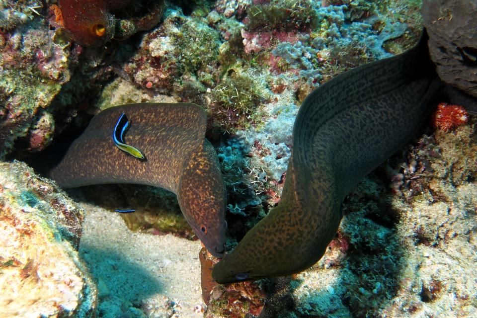 Gymnothorax flavimarginatus, Gymnothorax javanicus, Labroides dimidiatus
