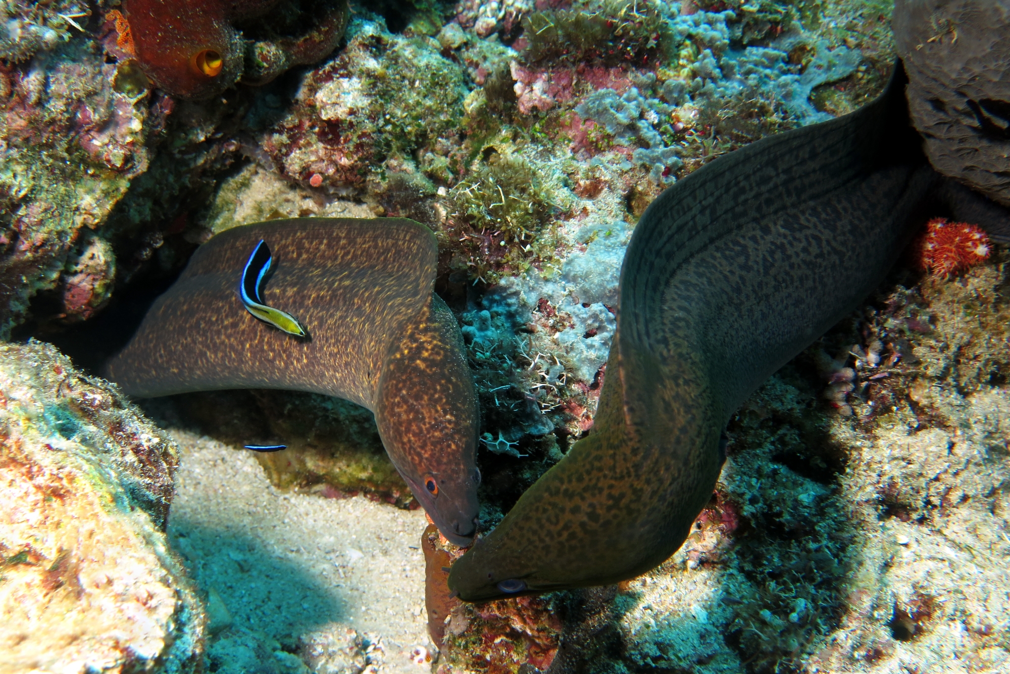 Gymnothorax flavimarginatus, Gymnothorax javanicus, Labroides dimidiatus